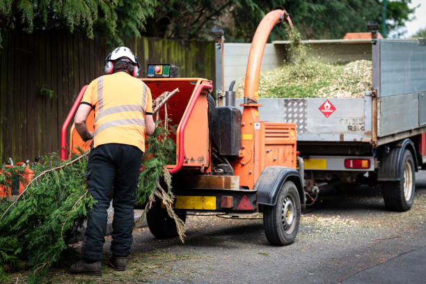 How Our Tree Care Process Works  in  Portage, WI